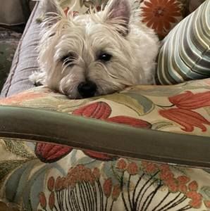 Meet your Posher, Mary